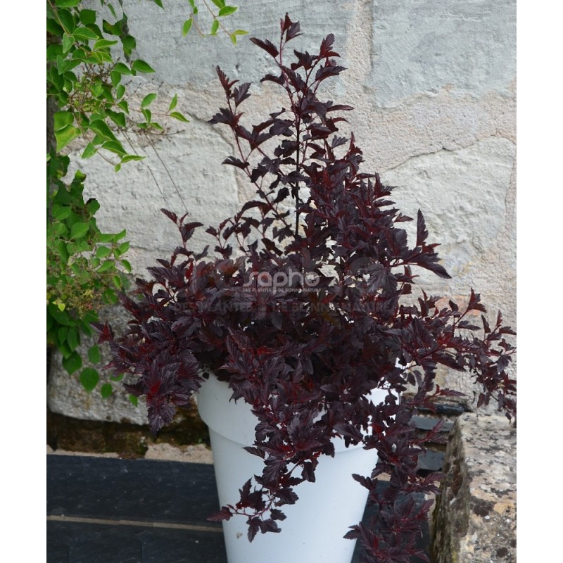 Physocarpus opulifolius ALL BLACK® 'MINALL2'