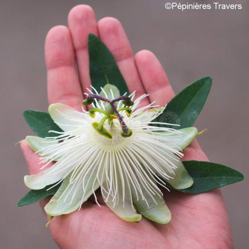 Passiflora RIVERSIDE® 'Snow Queen'