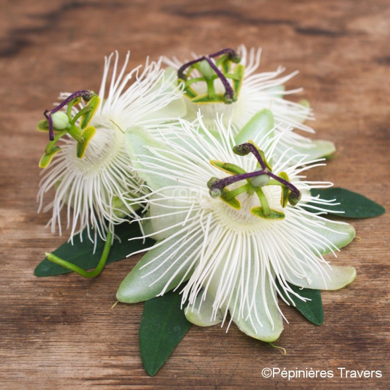 Passiflora RIVERSIDE® 'Snow Queen'
