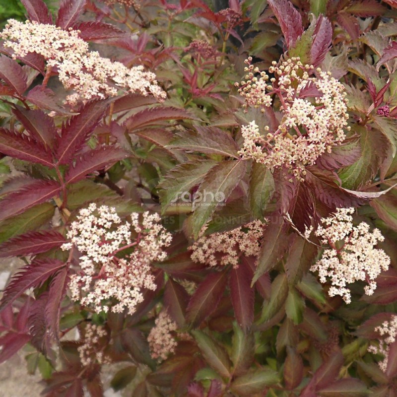 Sambucus x strumpfii SERENADE 'JONADE'