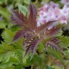 Sambucus x strumpfii SERENADE 'JONADE'