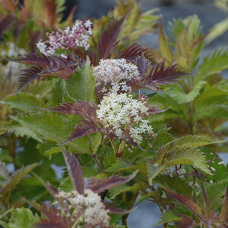 Sambucus x strumpfii SERENADE 'JONADE'