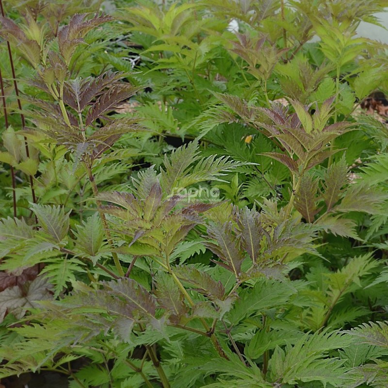 Sambucus x strumpfii SERENADE 'JONADE'