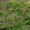Sambucus x strumpfii SERENADE 'JONADE'