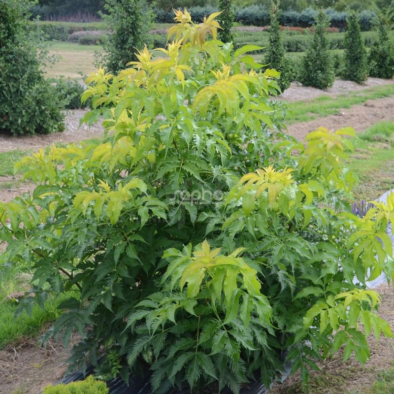 Sambucus x strumpfii SERENADE 'JONADE'