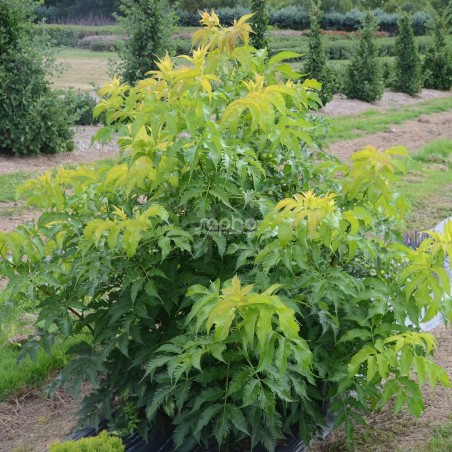 Sambucus x strumpfii SERENADE 'JONADE'