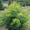 Sambucus x strumpfii SERENADE 'JONADE'