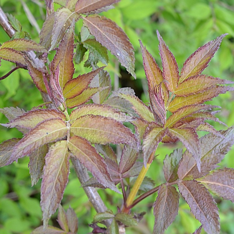 Sambucus x strumpfii SERENADE 'JONADE'