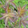 Sambucus x strumpfii SERENADE 'JONADE'