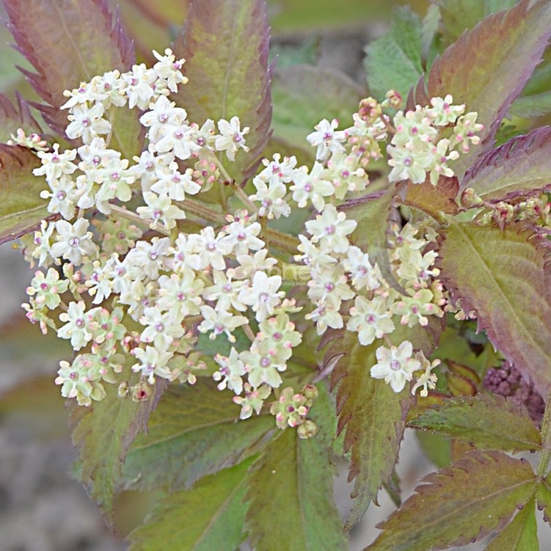 Sambucus x strumpfii SERENADE 'JONADE'