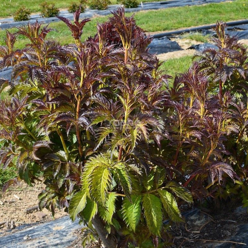 Sambucus x strumpfii SERENADE 'JONADE'