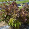 Sambucus x strumpfii SERENADE 'JONADE'