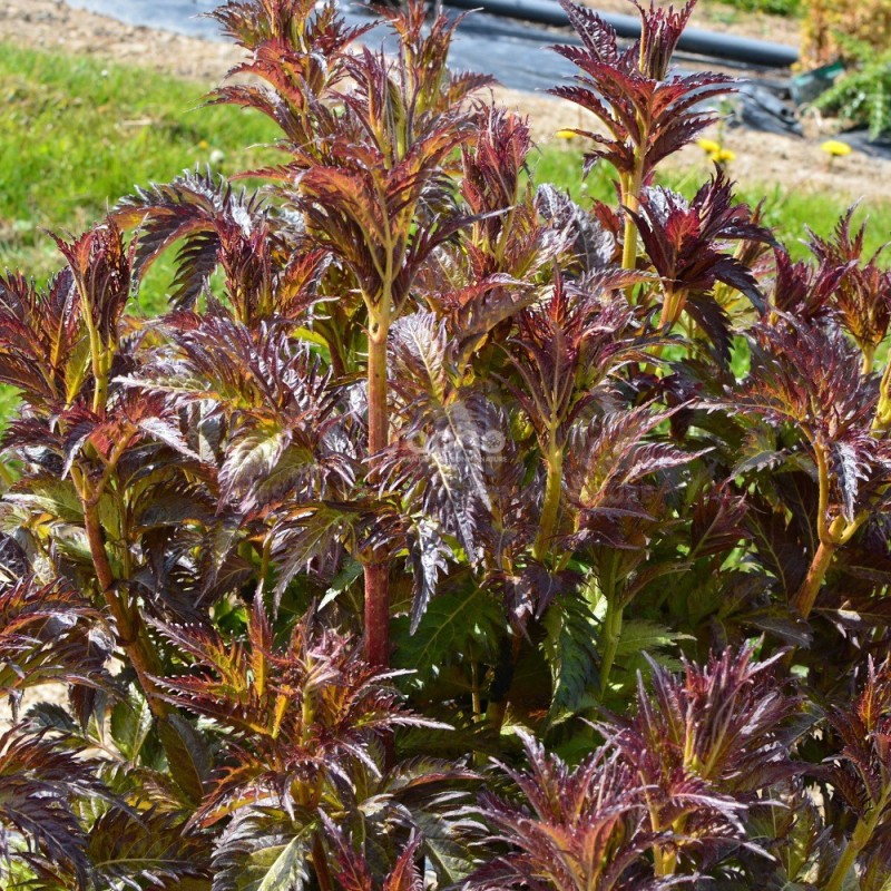 Sambucus x strumpfii SERENADE 'JONADE'