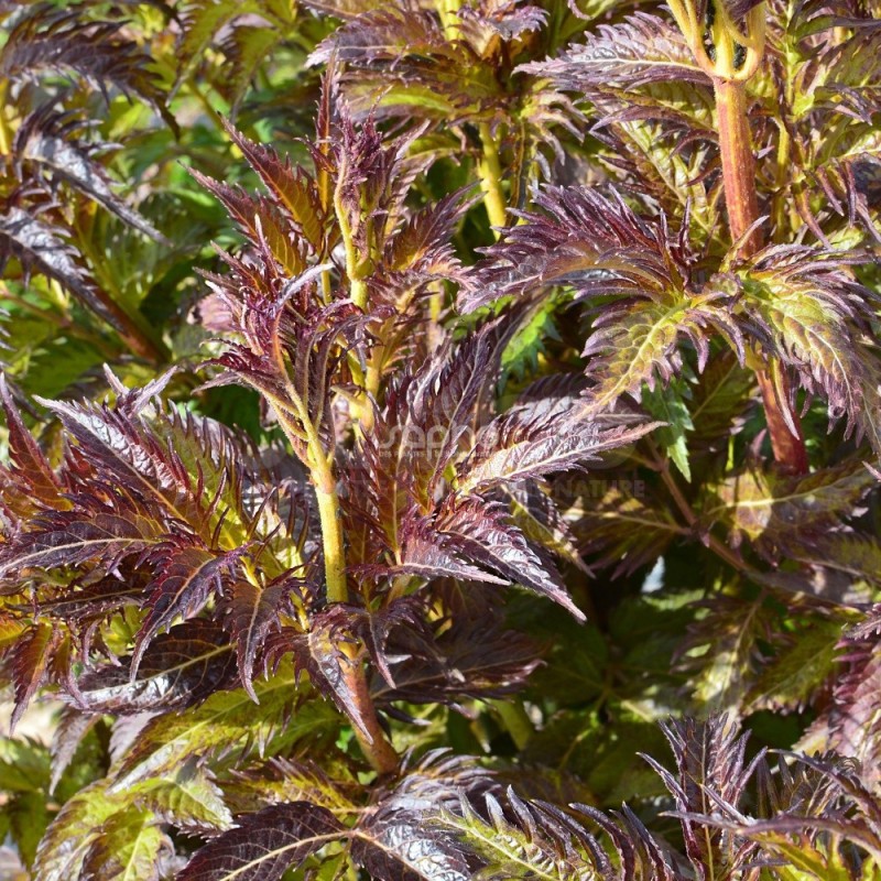 Sambucus x strumpfii SERENADE 'JONADE'