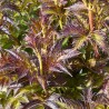 Sambucus x strumpfii SERENADE 'JONADE'