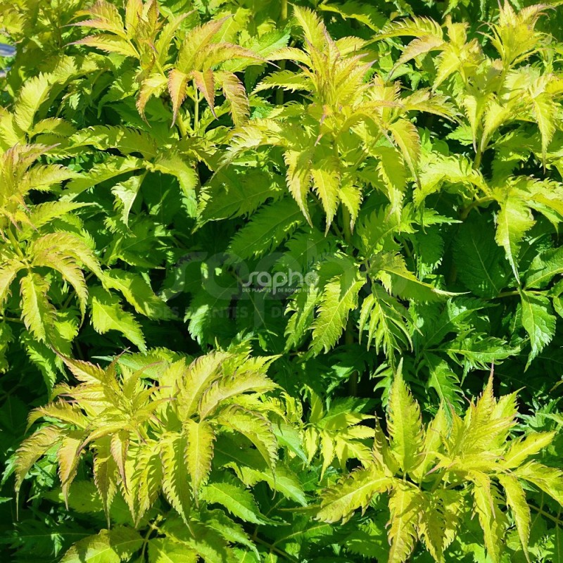 Sambucus x strumpfii SERENADE 'JONADE'