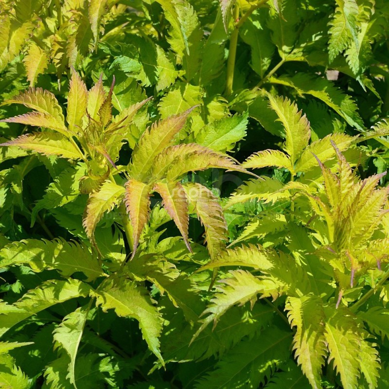 Sambucus x strumpfii SERENADE 'JONADE'