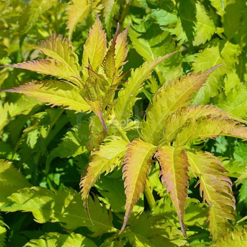 Sambucus x strumpfii SERENADE 'JONADE'