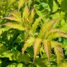 Sambucus x strumpfii SERENADE 'JONADE'