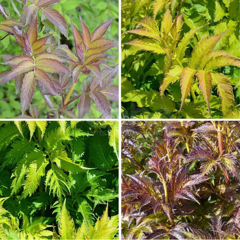 Sambucus x strumpfii SERENADE 'JONADE'