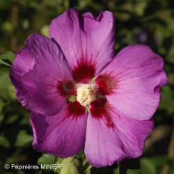 Hibiscus syriacus RUSSIAN VIOLET® II 'MINSYRU3'