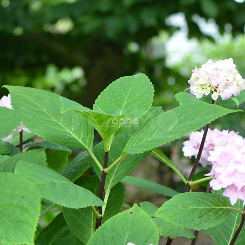 Hydrangea macrophylla SO LONG® Ebony 'MONMAR'