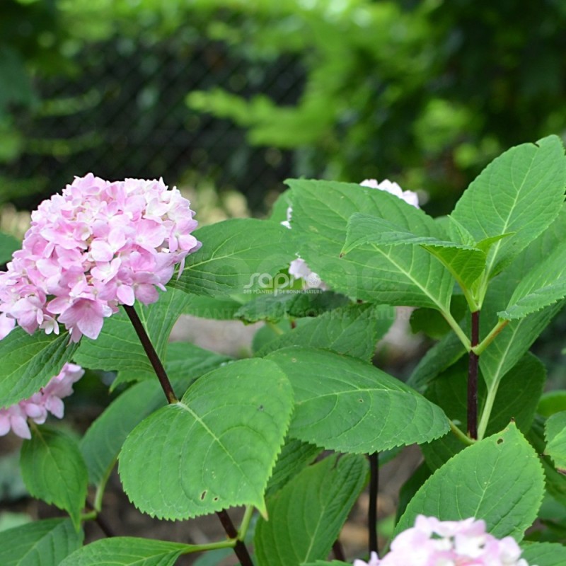 Hydrangea macrophylla SO LONG® Ebony 'MONMAR'