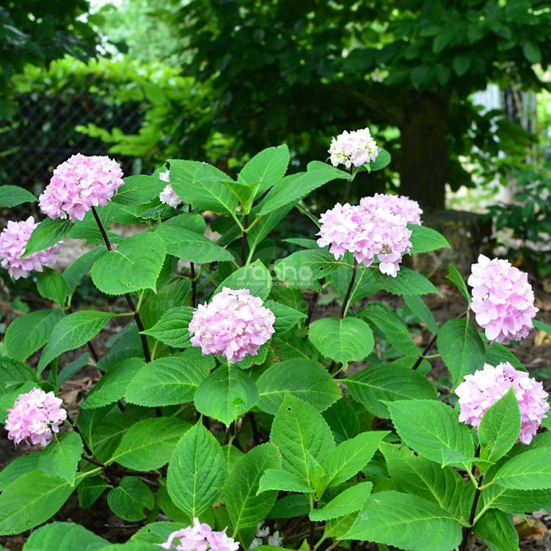 Hydrangea macrophylla SO LONG® Ebony 'MONMAR'