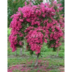 Lagerstroemia indica MIMIE® Fuchsia 'DABLAGE01'