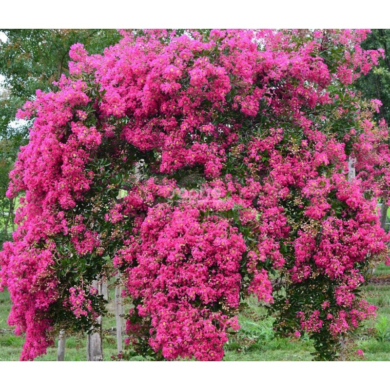 Lagerstroemia indica MIMIE® Fuchsia 'DABLAGE01'