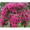 Lagerstroemia indica MIMIE® Fuchsia 'DABLAGE01'