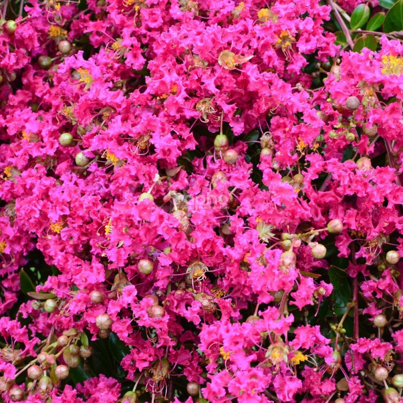 Lagerstroemia indica MIMIE® Fuchsia 'DABLAGE01'