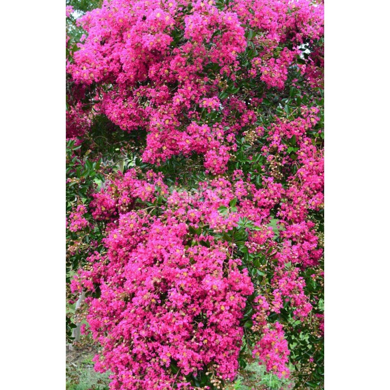 Lagerstroemia indica MIMIE® Fuchsia 'DABLAGE01'