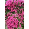 Lagerstroemia indica MIMIE® Fuchsia 'DABLAGE01'