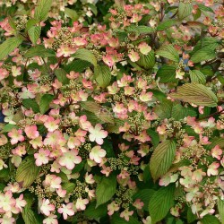 Viburnum plicatum KILIMANDJARO Sunrise 'JWW5'