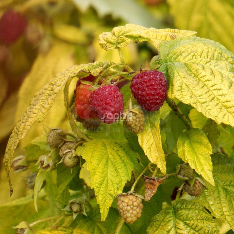 Rubus idaeus GROOVY 'JDEBOER005'