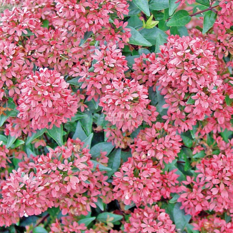 Abelia 'Raspberry Profusion'