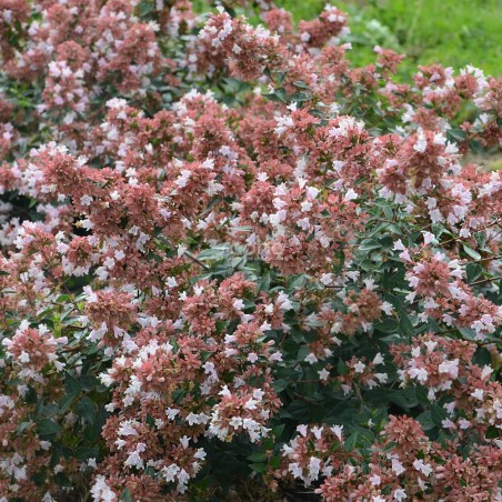 Abelia 'Raspberry Profusion'