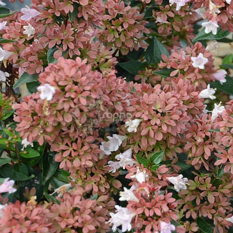 Abelia 'Raspberry Profusion'