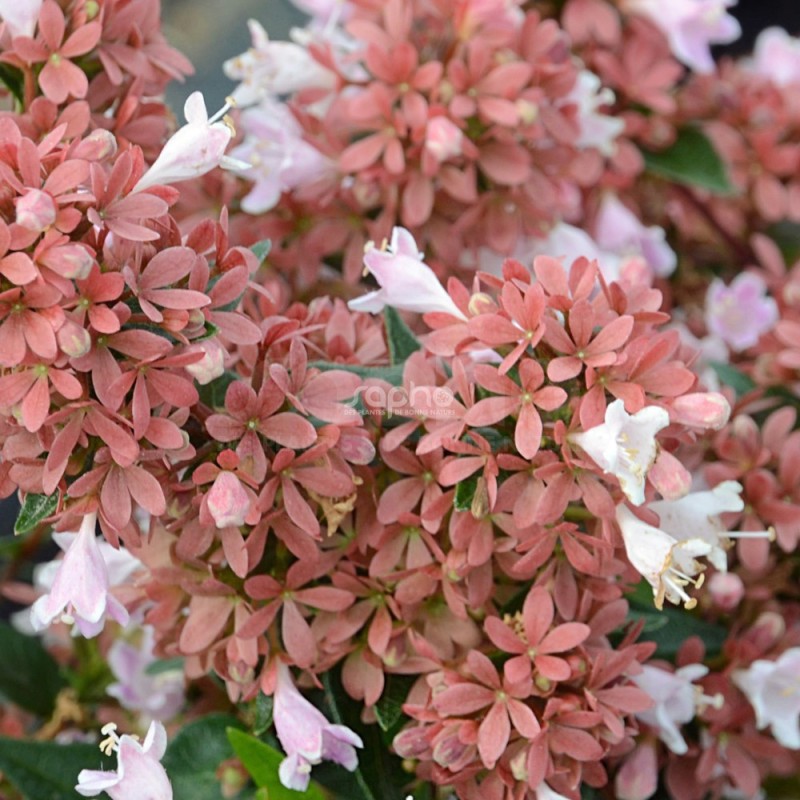 Abelia 'Raspberry Profusion'