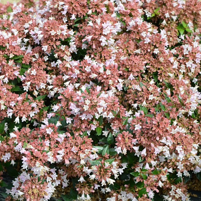 Abelia 'Raspberry Profusion'