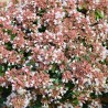 Abelia 'Raspberry Profusion'