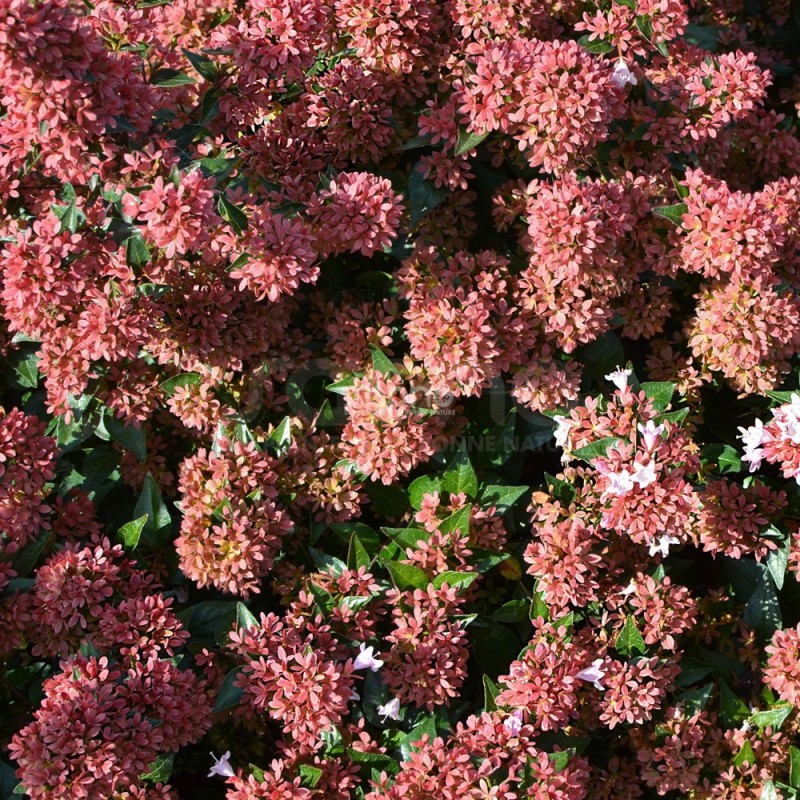 Abelia 'Raspberry Profusion'