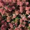 Abelia 'Raspberry Profusion'