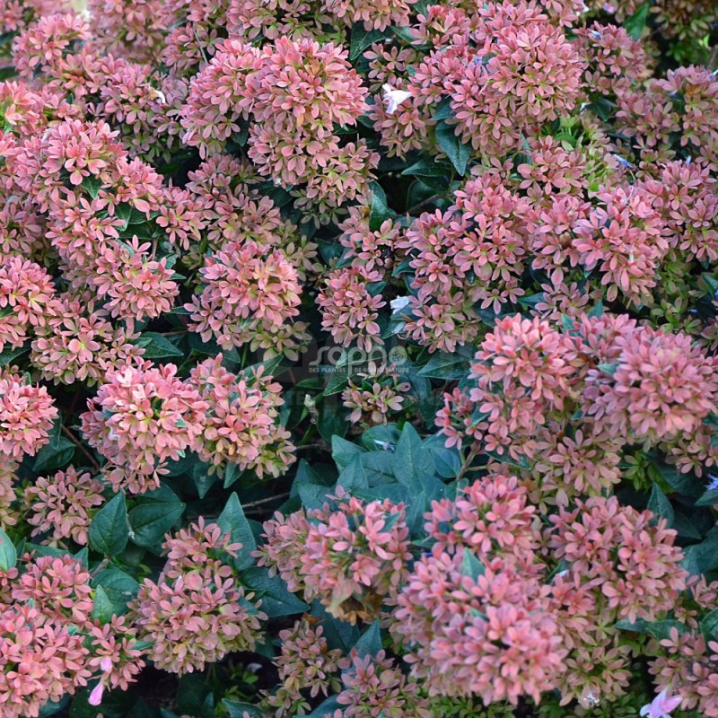 Abelia 'Raspberry Profusion'