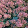 Abelia 'Raspberry Profusion'