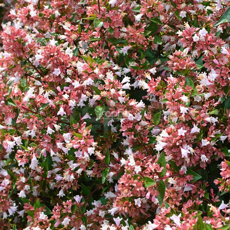 Abelia 'Raspberry Profusion'