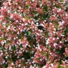 Abelia 'Raspberry Profusion'