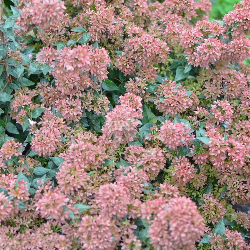 Abelia 'Raspberry Profusion'