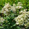Hydrangea paniculata PRIM'RED® 'COUHAPRIM'